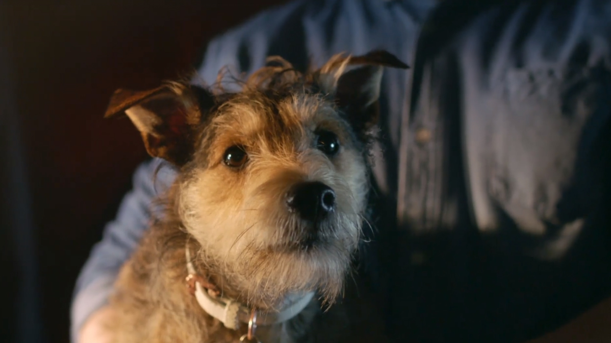 Heartbreaking ad of dog's owner trying to escape domestic violence will leave you in tears