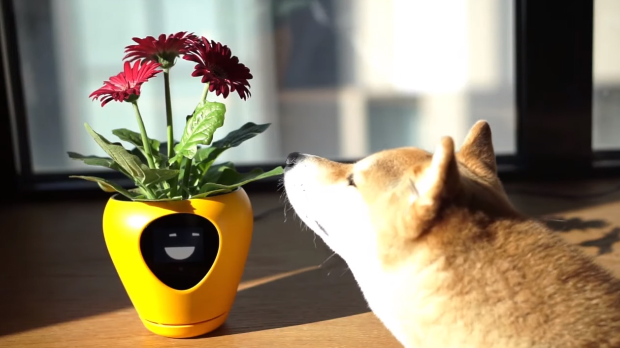 Lua clearance plant pot