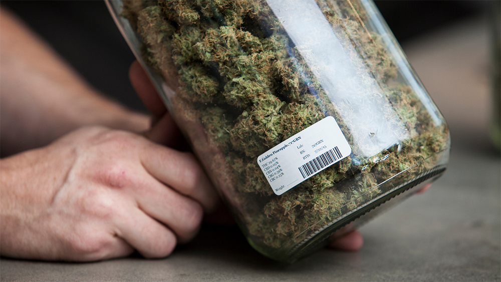 Laura, Sam and Toni debate whether recreational cannabis should be legalised in NZ