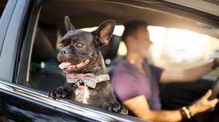 Who Needs Uber Use A Vip Pet Taxi At South By Southwest Pet Taxi Dogs Service Animal