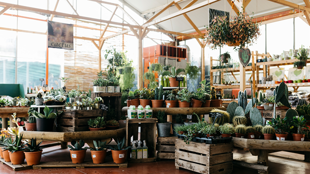 It turns this Kiwi plant store is giving away hundreds of plants absolutely free
