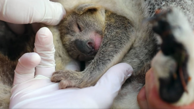 Photo / Australian Reptile Park