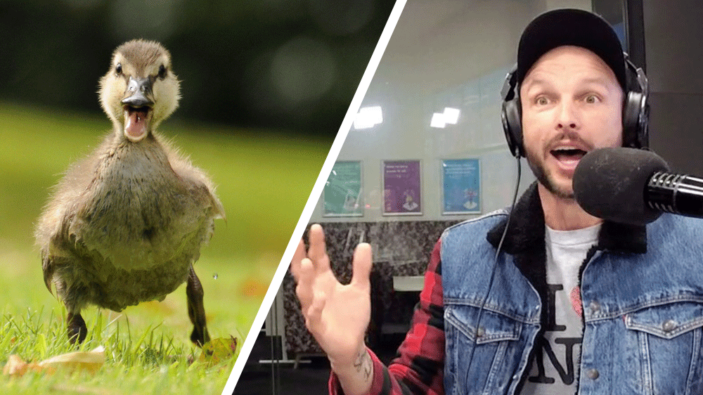 The hilarious thing that happened when Ben Boyce tried to save a duckling