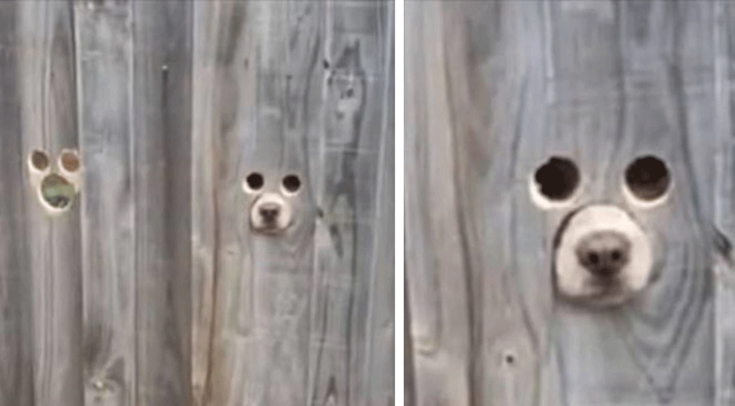 Owner creates genius dog-sized holes in fence so her pups can watch people passing by