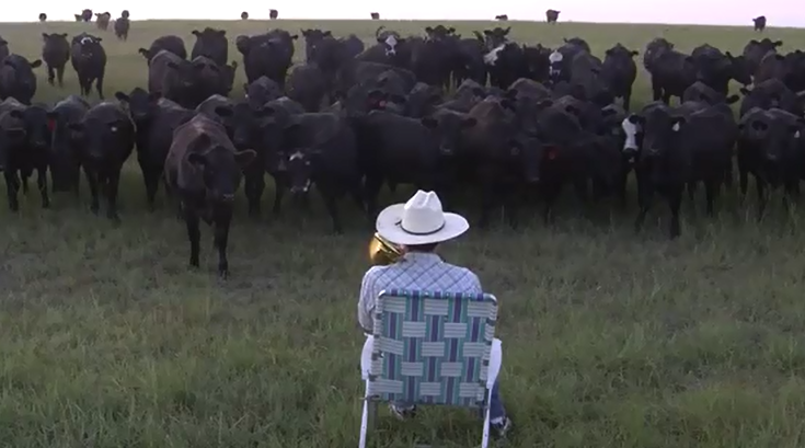 Cattle Serenaded by "Royals"