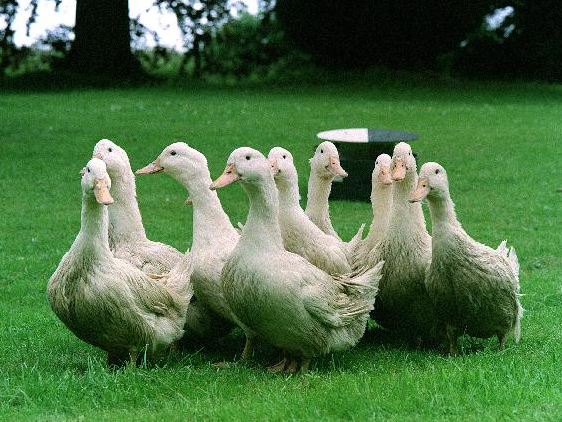 Watch one man make a flock of ducks stand to attention