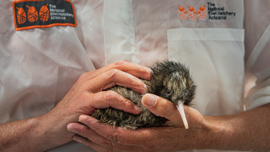 LISTEN: Kiwi Chick Milestone