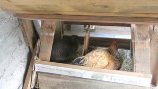 The kiwi made itself at home in the Waipapa chicken coop. Photo / Jane Jackets