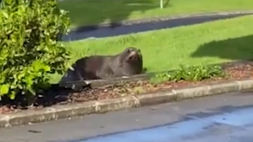 Rogue seal shows up at KFC in Auckland’s Papakura gets chased by police