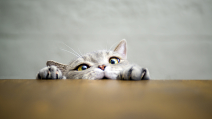 Watch the amazing moment a cat absolutely smashes a rock climbing wall