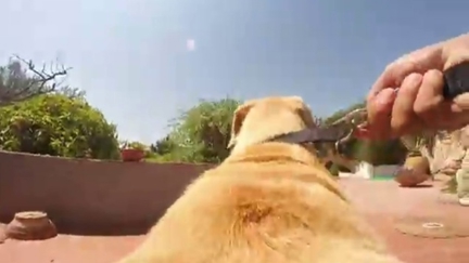 Run Walter, Run! 36secs of pure doggy freedom!