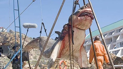 15 tonne prehistoric shark captured off the coast of Pakistan