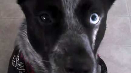 The best trick to teach your dog!