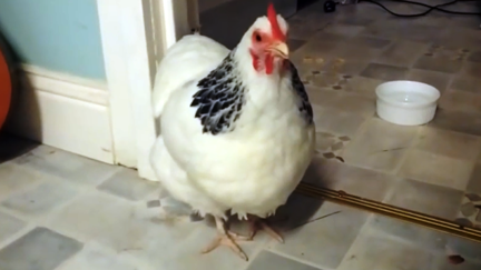 Ever seen a Chicken sneeze?