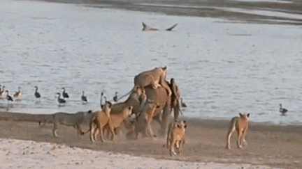 Young elephant survives attack by 14 Lions