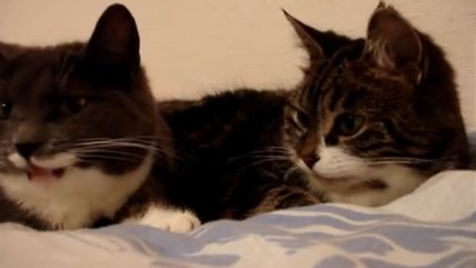 CUTE ALERT! Wonder what these guys are chatting about!