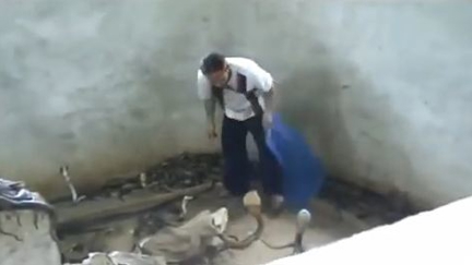 How to make a cobra behave... (OMG!)