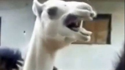 Camel that laughs like Peter Griffin...