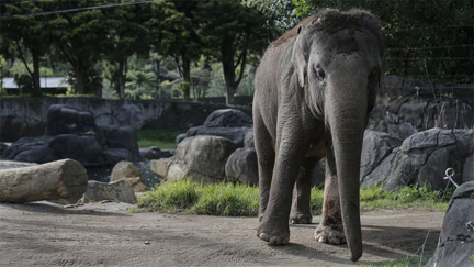 Auckland’s only elephant Burma’s leaves zoo for flight to Adelaide today