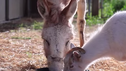 Everyone needs a Donkey