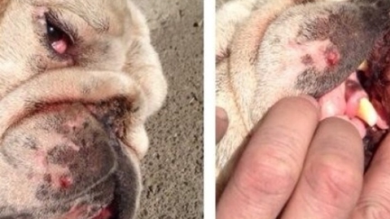 Report Says Hastings Officer Not Involved In Dog Injury