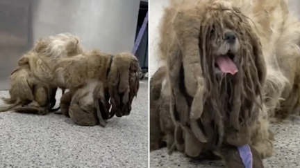 Stray dog has 3kg of dreadlocked fur removed in 'amazing' transformation