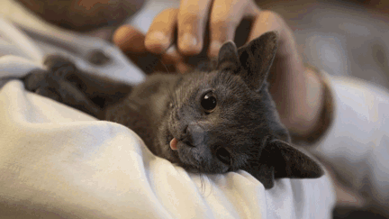 This adorable abandoned kitten born with four ears has become an internet sensation