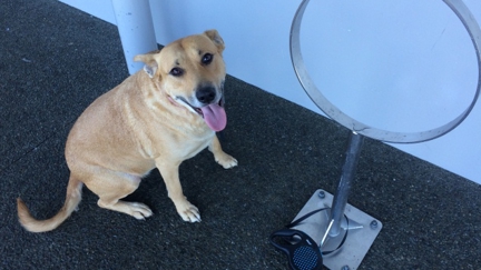 Column: Sarah's Dog Goes Shopping