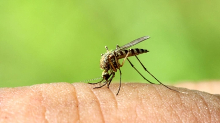 Are you a mosquito magnet? It could be your smell, according to experts