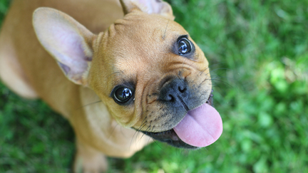 Trade Me bans the sale of three dog breeds