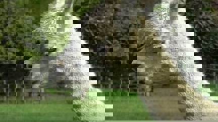 Auckland police make heart-wrenching plea for the return of stolen alpaca