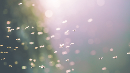 The surprisingly romantic reason behind mosquitoes' annoying sound