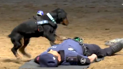 This heartwarming video of a dog performing CPR on a 'collapsed' police officer is the best thing you'll see all day!