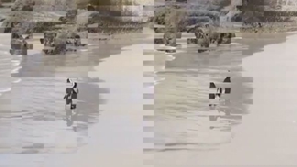 This adorable video of penguins holding hands as they take a romantic walk along the beach will melt your heart!