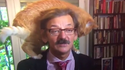 Watch this Polish historian get hilariously interrupted by his cat during a live interview