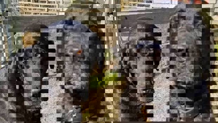 Dogs' adorable apology letter goes viral after they stole the postie's lunch