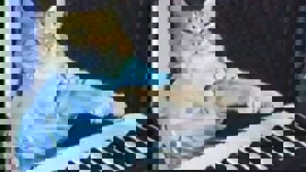 Here are the 10 best cat videos on the internet!