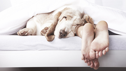 Study reveals why letting your dog on your bed actually helps you get the best nights’ sleep