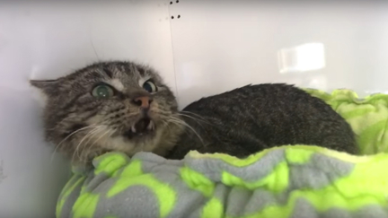 This video of a grumpy old feral cat meeting tiny kittens is the cutest thing you'll see all week!