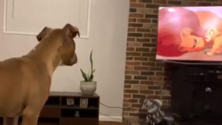 This video of a dog's emotional reaction to 'The Lion King' is the cutest thing you'll see all day!