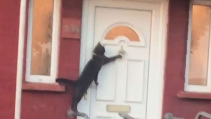 Amazing video shows polite cat knocking on owner's door to be let inside