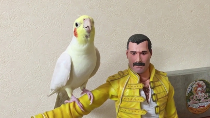 Adorable cockatiel performs a rocking medley of Queen songs