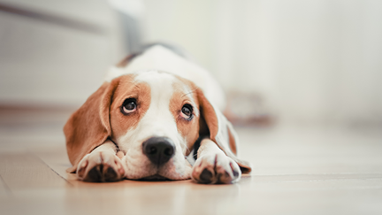 This website will warn you if the dog dies in the movie ...