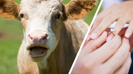 'Udderly terrible': People left shocked after man proposes using cow's udder