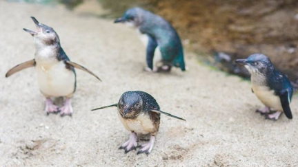 New Zealand Aquarium goes viral for adorable 'Naughtiest Penguin Of The Month' award