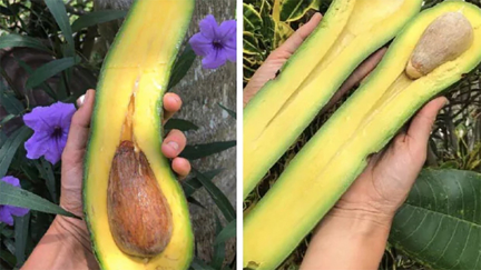 Are these the perfect avocados? Extreme 'long-neck' avos go absolutely viral