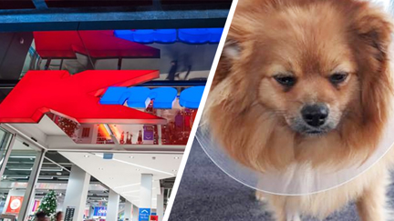 Kiwi woman's warning to pet owners after $5 Kmart chew toy almost kills her puppy