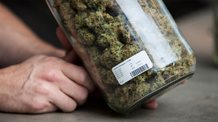 Laura, Sam and Toni debate whether recreational cannabis should be legalised in NZ