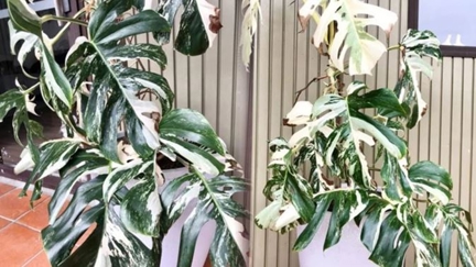 This giant monstera houseplant was just sold in a TradeMe auction for almost $5000
