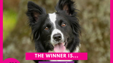 We Have Our Winner. Congratulations Lexi - Pet of the Year for 2020!